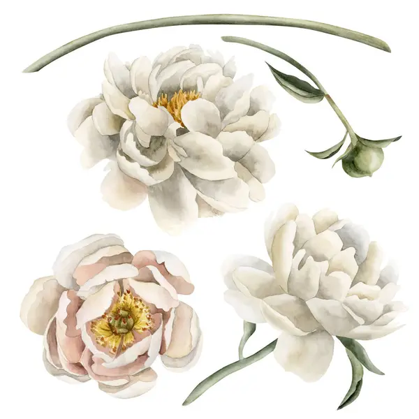 Beyaz Tozlu Şakayık Çiçekleri Tomurcukları Sapı Beyaz Arka Planda Izole — Stok fotoğraf