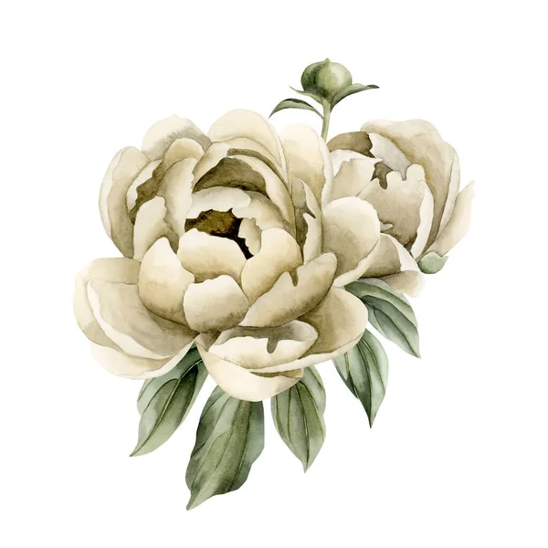 Composition of beige peony flowers, buds and green leaves. Floral watercolor illustration hand painted isolated on white background. Perfect for wedding invitations, greeting cards, posters