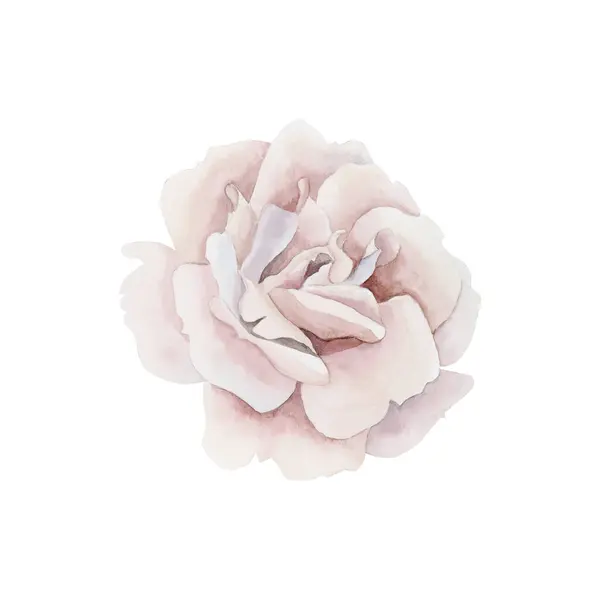 Pembe Gül Kalça Çiçeği Beyaz Arka Planda Izole Edilmiş Çiçek — Stok fotoğraf