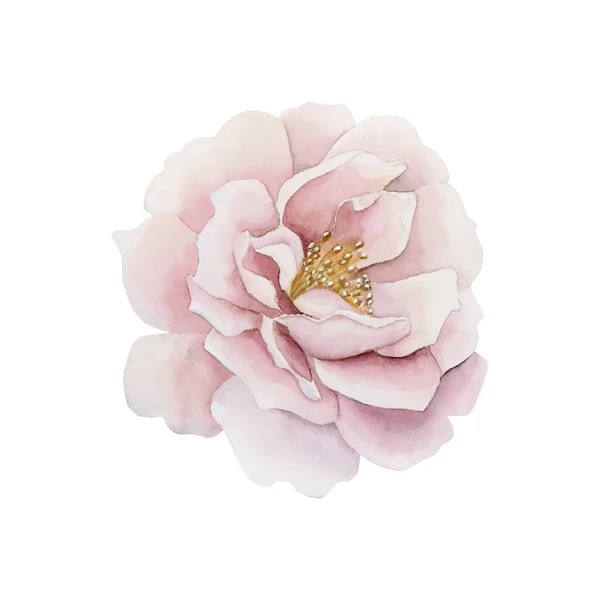 Pembe Gül Kalça Çiçeği Beyaz Arka Planda Izole Edilmiş Çiçek — Stok fotoğraf