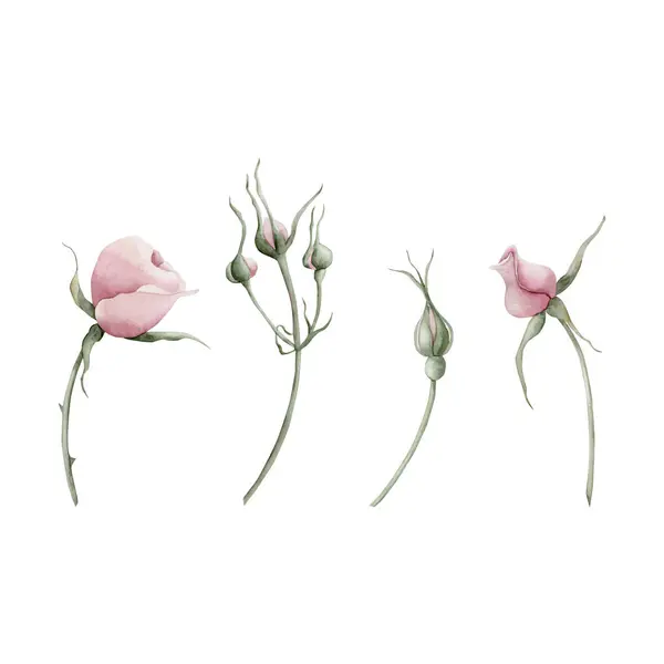 Sapında Tomurcuklarında Pembe Gül Kalçası Çiçekleri Var Beyaz Arka Planda — Stok fotoğraf