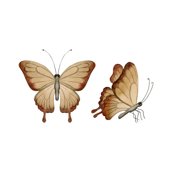 Ensemble Deux Papillons Bruns Aquarelle Illustration Peinte Main Isolée Sur — Photo