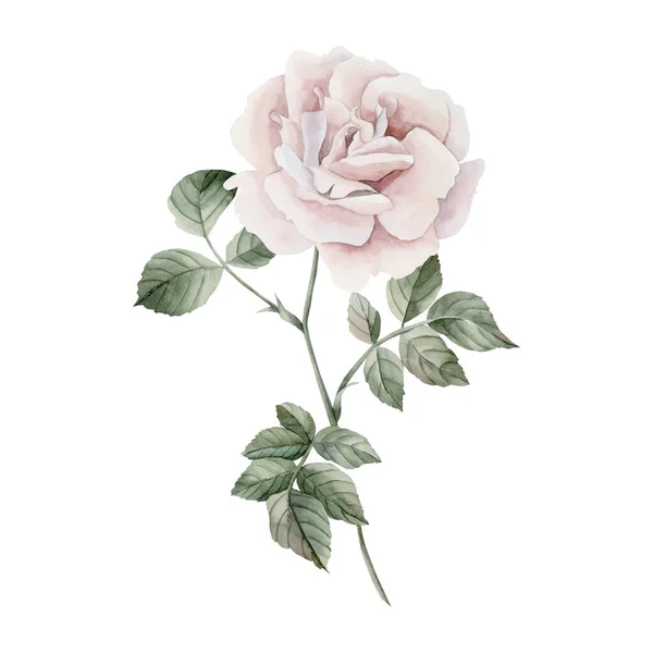 Pink Rose Hip Flower Stem Leaves Victorian Style Rose Floral — Stock Photo, Image