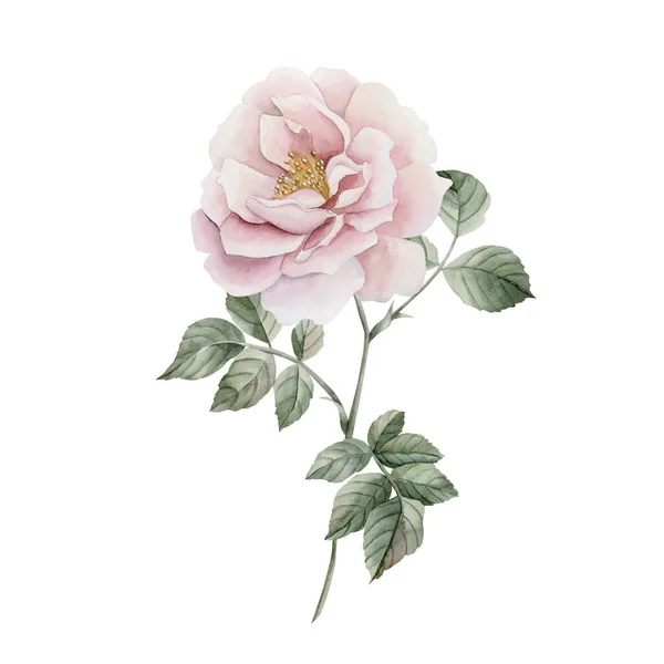 Pink Rose Hip Flower Stem Leaves Floral Watercolor Illustration Hand — Stock Photo, Image