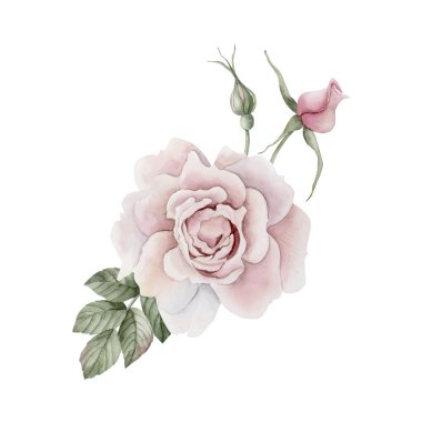 Tomurcukları ve yaprakları olan pembe gül kalça çiçeği kompozisyonu, Victoria tarzı gül. Beyaz arka planda izole edilmiş çiçek suluboya el resmi. Davetiyeler, tebrik kartları, posterler, etiketler, duvar kağıtları, ambalajlar, kumaşlar, tekstil için mükemmel.