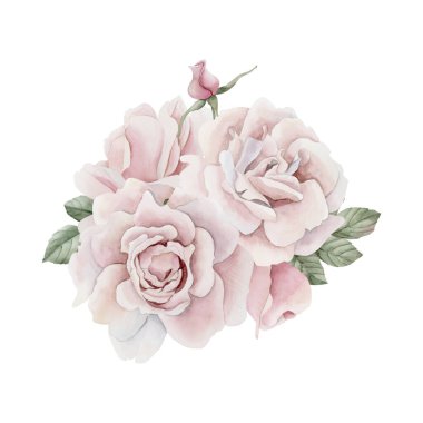 Tomurcuklu ve yapraklı pembe gül kalçası çiçekleri, Victoria tarzı gül. Beyaz arka planda izole edilmiş çiçek suluboya el resmi. Davetiyeler için mükemmel, tebrik kartları, posterler, etiketler, duvar kağıtları, ambalajlar, kumaşlar, tekstil