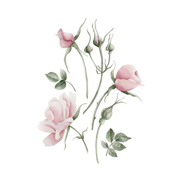 ピンクのバラのヒップの花と芽と葉の組み合わせ ビクトリア様式のバラ フローラルウォーターカラーのイラストは 白い背景に孤立した手描きです 招待状 挨拶カード ポスター ラベル ラッパー 織物のために完成して下さい — ストック写真