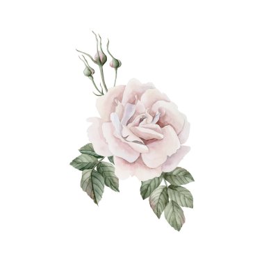 Tomurcuklu ve yapraklı pembe gül kalçası çiçekleri, Victoria tarzı gül. Beyaz arka planda izole edilmiş çiçek suluboya el resmi. Davetiyeler için mükemmel, tebrik kartları, posterler, etiketler, duvar kağıtları, ambalajlar, kumaşlar, tekstil