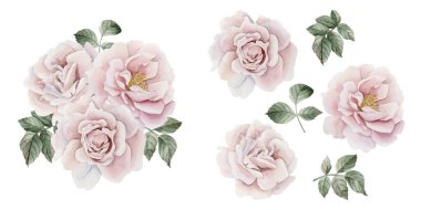 Yaprakları ve izolasyonları olan pembe gül kalçası çiçekleri. Viktorya dönemi tarzı gül. Beyaz arka planda izole edilmiş çiçek suluboya el resmi. Davetiyeler için mükemmel, kartlar, posterler, etiketler, duvar kağıtları, ambalajlar, kumaşlar, tekstil