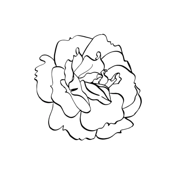 Fleur Rose Sauvage Illustration Florale Vectorielle Dessinée Main Hanche Rose — Image vectorielle