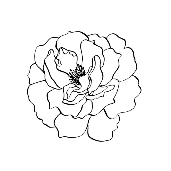 Yaban Gülü Çiçeği Vektör Çiçek Açan Kalça Kemiğinin Sanat Tarzında — Stok Vektör