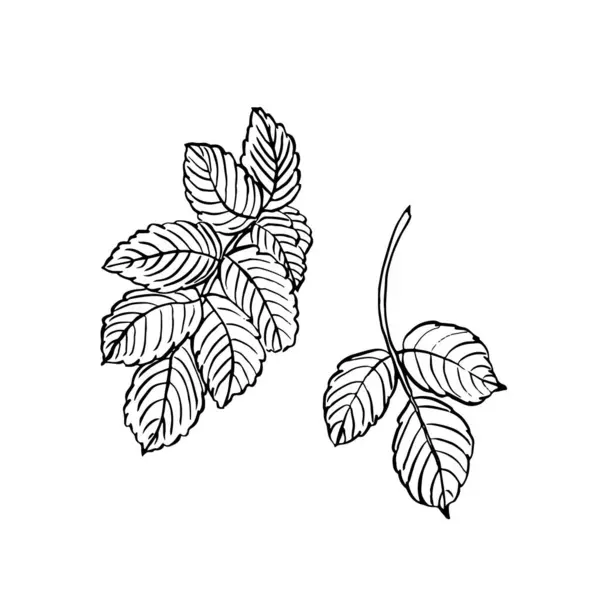 ワイルドバラの葉 ベクターハンドはラインアートスタイルでローズヒップリーフの花のイラストを描きました 隔離された背景の黒と白の色のスケッチ ロゴまたは印刷物のための植物的な輪郭のデッサン — ストックベクタ