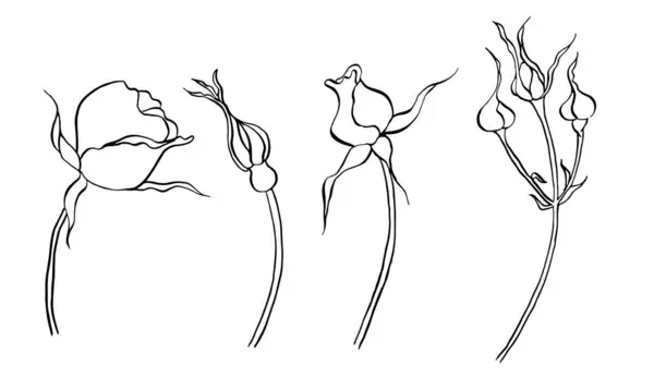 Hagebuttenblüten Mit Blättern Vector Handgezeichnete Florale Illustration Mit Wilder Rosenblüte — Stockvektor