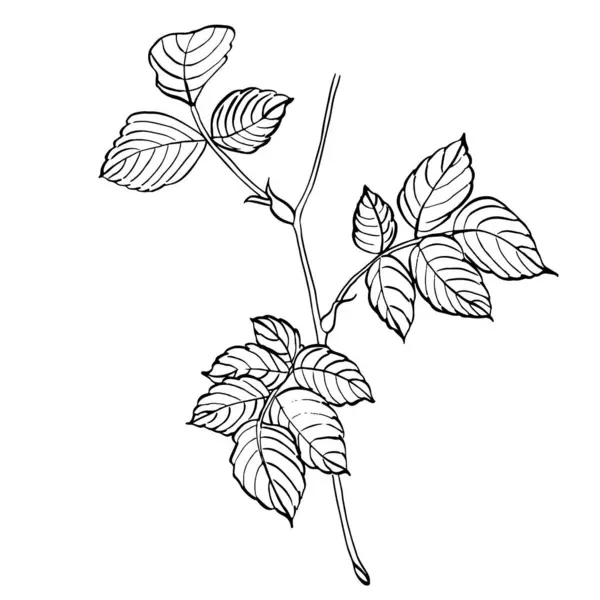 葉が付いている野生のバラの枝 ベクターハンドはラインアートスタイルでローズヒップリーフの花のイラストを描きました 隔離された背景の黒と白の色のスケッチ ロゴまたは印刷物のための植物的な輪郭のデッサン — ストックベクタ