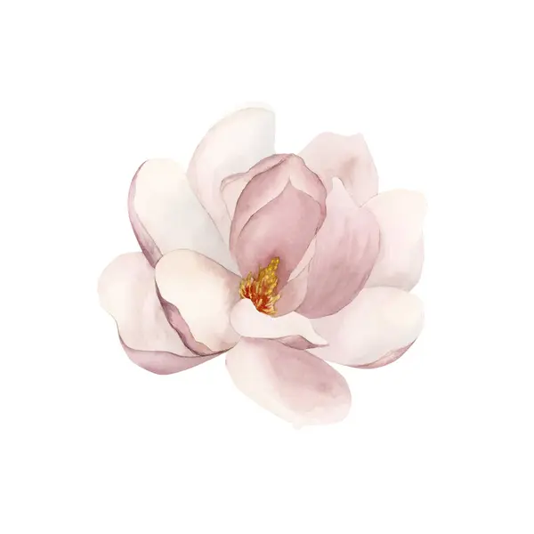 Çiçek Açmış Açık Pembe Manolya Çiçeği Beyaz Arka Planda Izole — Stok fotoğraf