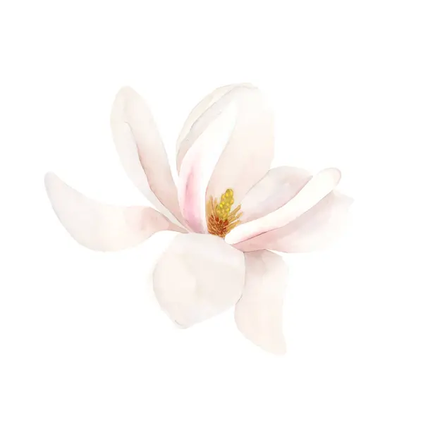 Çiçek Açmış Açık Pembe Manolya Çiçeği Beyaz Arka Planda Izole — Stok fotoğraf
