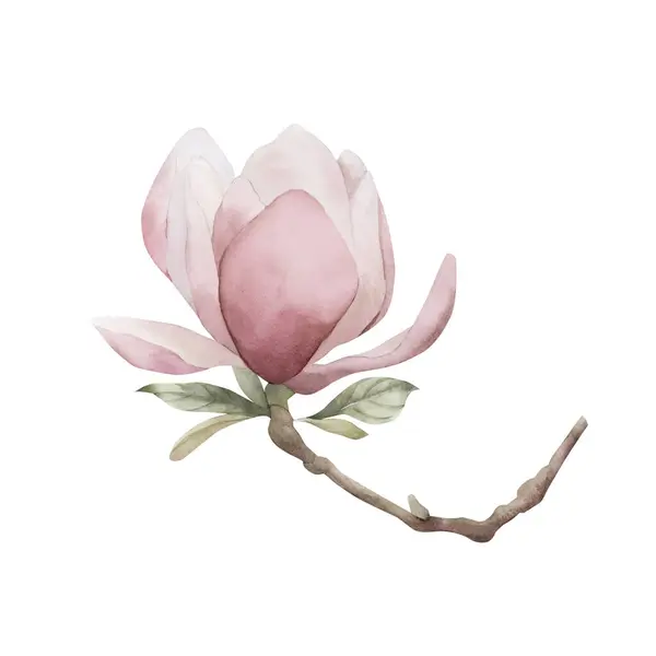 Ramoscello Magnolia Rosa Chiaro Con Fiore Foglie Illustrazione Acquerello Floreale — Foto Stock
