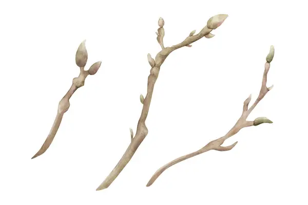 Sprigs Magnolia Ramos Primavera Com Botões Floral Ilustração Aquarela Pintado — Fotografia de Stock