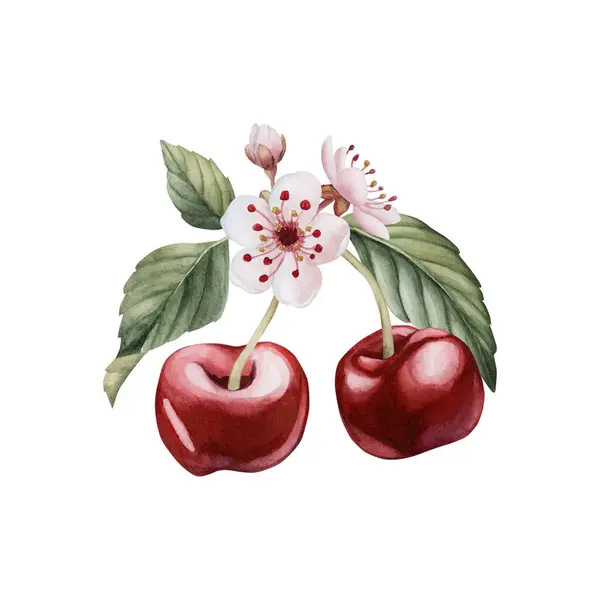 Çiçekli Yapraklı Kiraz Meyveleri Izole Edilmiş Suluboya Çizimler Masa Tekstili — Stok fotoğraf