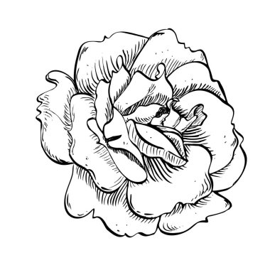 Yaban gülü çiçeği. Vektör el, çiçek desenli çiçek deseni çizmiş. İzole edilmiş arkaplanda siyah beyaz renkler çiz. Logo veya yazdırma için botanik çizim