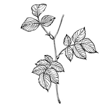 Yapraklı yaban gülü dalı. Vektör el, gül kalça yaprağının çiçek çizimi. İzole edilmiş arkaplanda siyah beyaz renkler çiz. Logo veya yazdırma için botanik çizim