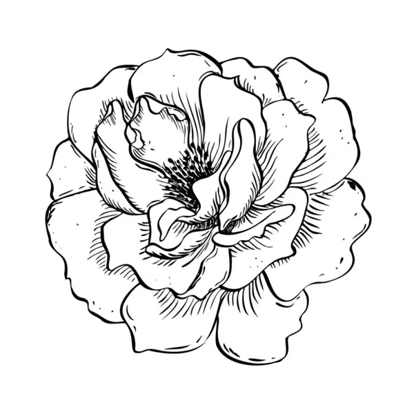 Flor Rosa Salvaje Ilustración Floral Dibujada Mano Vectorial Rosa Mosqueta — Archivo Imágenes Vectoriales