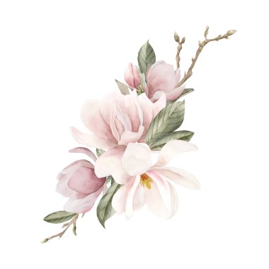 Açık pembe manolya çiçekleri, tomurcuklar, filizler ve yaprakların bileşimi. Beyaz arka planda izole edilmiş çiçek suluboya el resmi. Baskı, etiket ya da kozmetik ambalaj için bahar çiçeği. Ev dekorunda mükemmel..