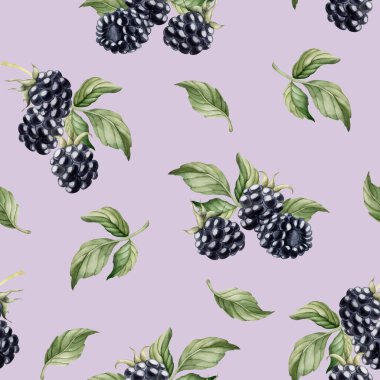 Blackberry, olgun böğürtlen. Suluboya illüstrasyon, leylak arkaplanındaki çiçeksiz desen masa tekstili için yaz meyvesi, leziz baskılar, yaz kumaşları, ambalaj kağıdı ve yiyecek paketleri.