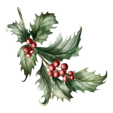 Holly Branch with leaves and red berries. Traditional Christmas plant. Watercolor floral illustration hand painted isolated on white background for winter holiday design, cards, invintation, prints clipart