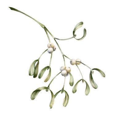 Beyaz böğürtlenli ökseotu dalı. Geleneksel Noel kış dekorasyon tesisi. Noel kış tasarımı için suluboya resmi, tebrik kartı, tatil baskısı, hediye paketi.