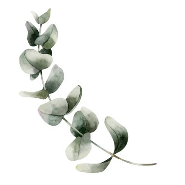 Gümüş Dolar okaliptüs dalı. Yeşil tropikal bitki. Suluboya el, düğün davetiyeleri, Noel kış tasarımı, çiçek etiketleri, botanik posterleri, parmak izleri için izole edilmiş çiçek resimlerini boyadı.