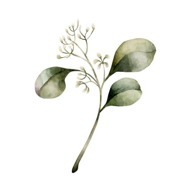 Tohumlu okaliptüs dalı. Yeşil tropikal bitki. Suluboya el, düğün davetiyeleri, Noel kış tasarımı, çiçek etiketleri, botanik posterleri, parmak izleri için izole edilmiş çiçek resimlerini boyadı.