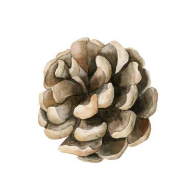 Çam kozalağı. Çam kozalağı. Dekorasyon fabrikası. Suluboya el, Noel kışı veya sonbahar tasarımı için izole edilmiş çiçek resimleri, çiçek etiketleri, botanik posterleri, baskılar, tebrik kartları, ambalaj kağıtları.
