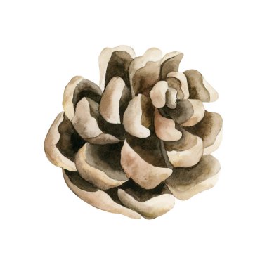 Çam kozalağı. Çam kozalağı. Dekorasyon fabrikası. Suluboya el, Noel kışı veya sonbahar tasarımı için izole edilmiş çiçek resimleri, çiçek etiketleri, botanik posterleri, baskılar, tebrik kartları, ambalaj kağıtları.