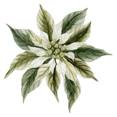 Beyaz Noktalı Çiçek. Geleneksel Noel Dekorasyon Tesisi. Suluboya el, Noel kış tasarımı, kartlar, tatil baskıları, hediye paketi için izole edilmiş klasik çiçek çizimi