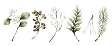 Kozalaklı ve tohumlu okaliptüs dalları. Okaliptüs, çam, sedir, köknar dalları ve iğneler. Noel kış tasarımı, kart, çiçek etiketi, ev dekorasyonu için suluboya resimleme