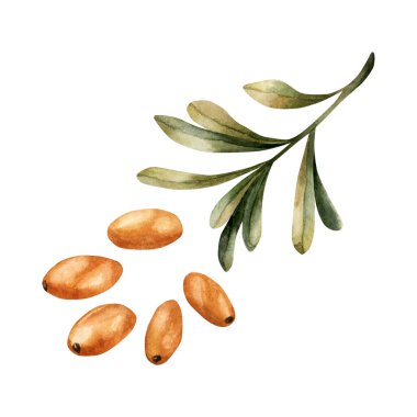 Turuncu böğürtlen ve yeşil yapraklı deniz dikenli dallar. İlaç fabrikası. Suluboya el çizimi çiçek çizimi sonbahar tasarımı için beyaz arkaplanda izole edilmiş, tıbbi şifalı bitkiler paketi, parmak izleri