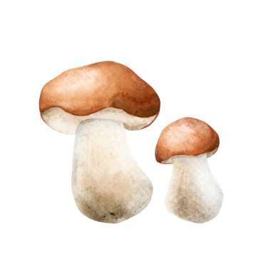 Boletus, bolete, porcini. Sonbahar orman mantarları. Suluboya el çizimi çiçek çizimi, sonbahar tasarımı, botanik kartları, hoş baskılar, çiçek etiketleri, ev dekorasyonu için beyaz arka planda izole edilmiş.