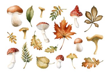 Mantar ve sonbahar yaprakları. Çiçek seti, agarik, chanterelles, akçaağaç, meşe, rowan, huş ağacı, eğreltiotu ve kestane ağacı. Sonbahar tasarımı için suluboya el çizimi