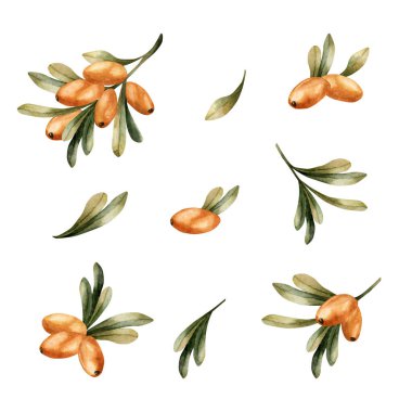 Turuncu böğürtlen ve yeşil yapraklı deniz dikenli dallar. İlaç fabrikası. Sonbahar tasarımı, botanik baskılar ve şifalı bitkiler için izole edilmiş çiçek çizimleri.