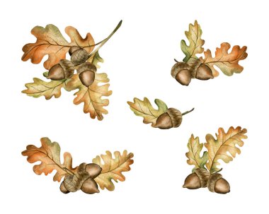 Meşe palamudu ve sonbahar yapraklı meşe dalları. Sonbahar tasarımı için beyaz arkaplanda izole edilmiş suluboya el çizimleri, botanik kartları, rahat baskılar, çiçek etiketleri, ev dekorasyonu