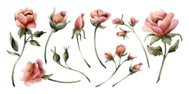 Gül çiçekleri ve tomurcukları. Yapraklı tozlu pembe bahçe çiçekleri. Bir dizi suluboya el, düğün tasarımı, ev tekstili, porselen çanak çömlek, kozmetik paket, kartlar için çiçekli izole resimler.