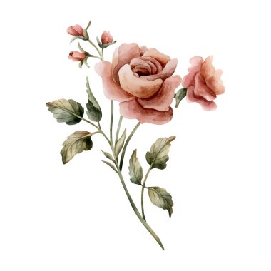 Tomurcukları ve yaprakları olan gül çiçeği. Tozlu pembe bahçe çiçekleri. Suluboya el resmi düğün tasarımı, ev tekstili, porselen çanak çömlek, kozmetik paket, kartlar için izole edilmiş.