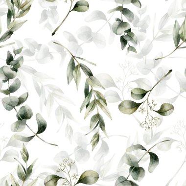 Okaliptüs dalları. Gümüş Dolarlık Okaliptüs, Sakız Ağacı. Düğün tasarımı için beyaz arkaplanda suluboya desensiz çiçek deseni, ev tekstili, kumaş, ambalaj kağıdı, kozmetik paket