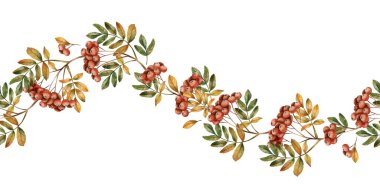 Olgun kırmızı böğürtlen ve yapraklı Rowan dalı. Rowanberry Kusursuz Sınır. Suluboya el çizimi çiçek çizimi sonbahar tasarımı için beyaz arkaplanda izole edilmiş, rahat kartlar, baskılar, ev tekstili
