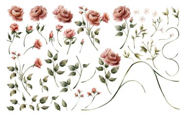 Beyaz küçük çiçeklerle toz pembe güller. Bahçe Çiçeği Clipart. Suluboya el boyası, düğün tasarımı için izole edilmiş çizimler, ev yapımı tekstil, porselen çanak çömlek, kozmetik paket, tatil kartları.