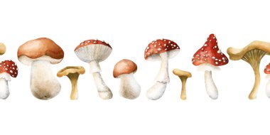 Mantarsız Sınır. Boletus, agarik ve chanterelles uç. Suluboya el sonbahar tasarımı, botanik kartları, rahat baskılar, etiketler, ev dekorasyonu, mutfak tekstili için izole edilmiş çiçek çizimi