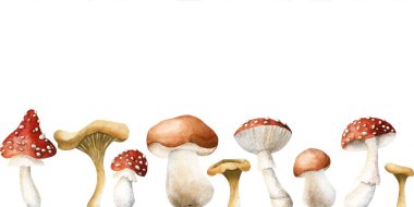 Mantarsız Sınır. Boletus, agarik ve chanterelles uç. Suluboya el sonbahar tasarımı, botanik kartları, rahat baskılar, etiketler, ev dekorasyonu, mutfak tekstili için izole edilmiş çiçek çizimi