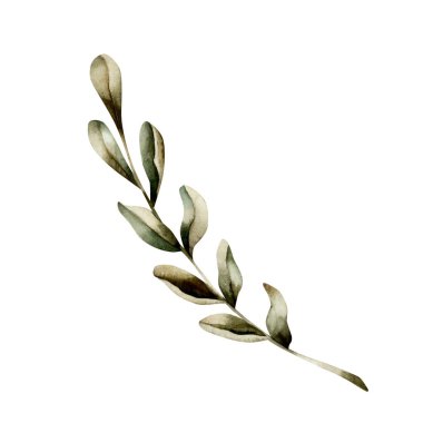 Yeşil yapraklar dalları. Tropik bitki. Suluboya el, düğün davetiyeleri, Ramazan Kareem tasarımı, çiçek etiketleri, botanik posterleri, baskılar, kumaş, tekstil için izole edilmiş çiçek çizimleri.