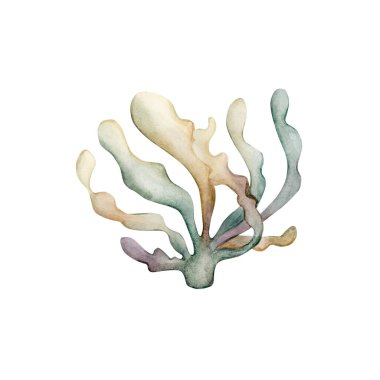 Deniz yosunu yosunu. Şirin deniz laminaryası. Okyanus altı spirulina bitkisi. Çocuk odası duvar çıkartması bebek partisi için deniz altı tasarımı için beyaz arka planda izole edilmiş suluboya resimler.